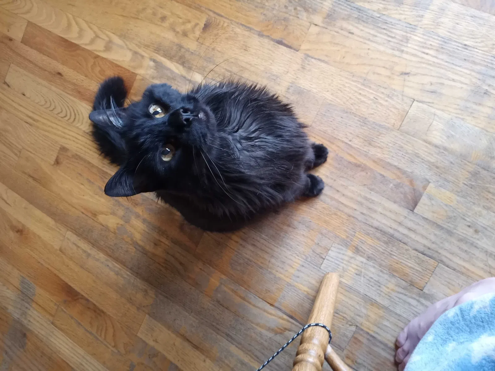 Lost cat in Evans, CO, 80620