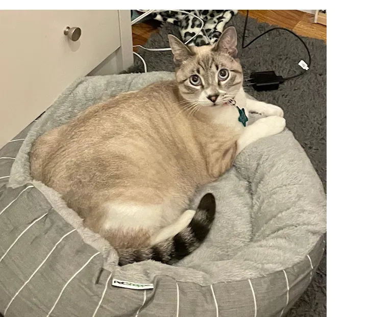 Lost cat in Tracy, CA, 95376