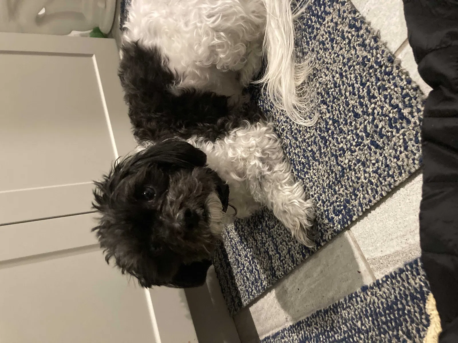 Lost dog in Sudbury, MA, 1776