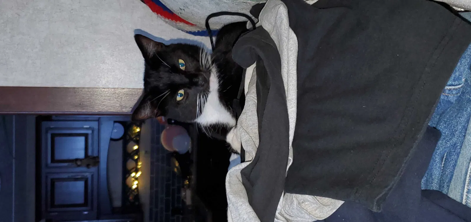 Lost cat in Bonney Lake, WA, 98391