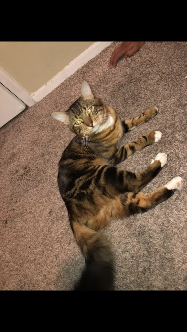 Lost cat in Dallas, TX, 75229