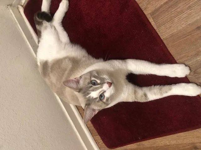 Lost cat in Tehachapi, CA, 93561