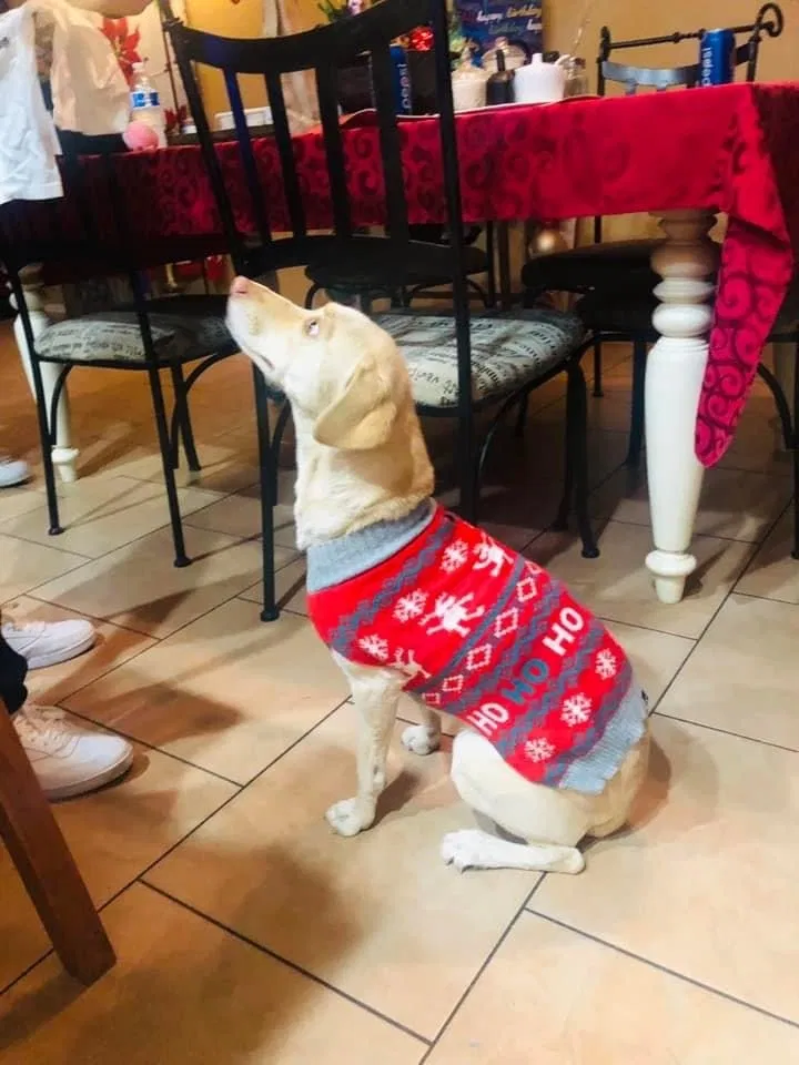 Lost dog in Phoenix, AZ, 85037