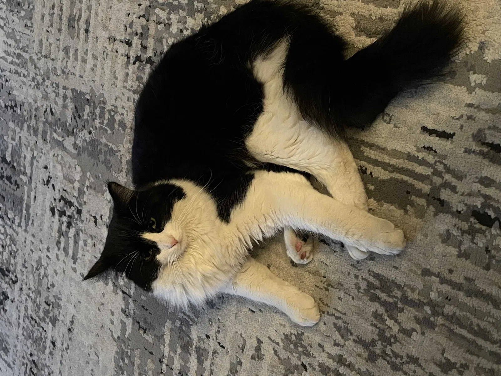 Found cat in Salt Lake City, UT, 84121