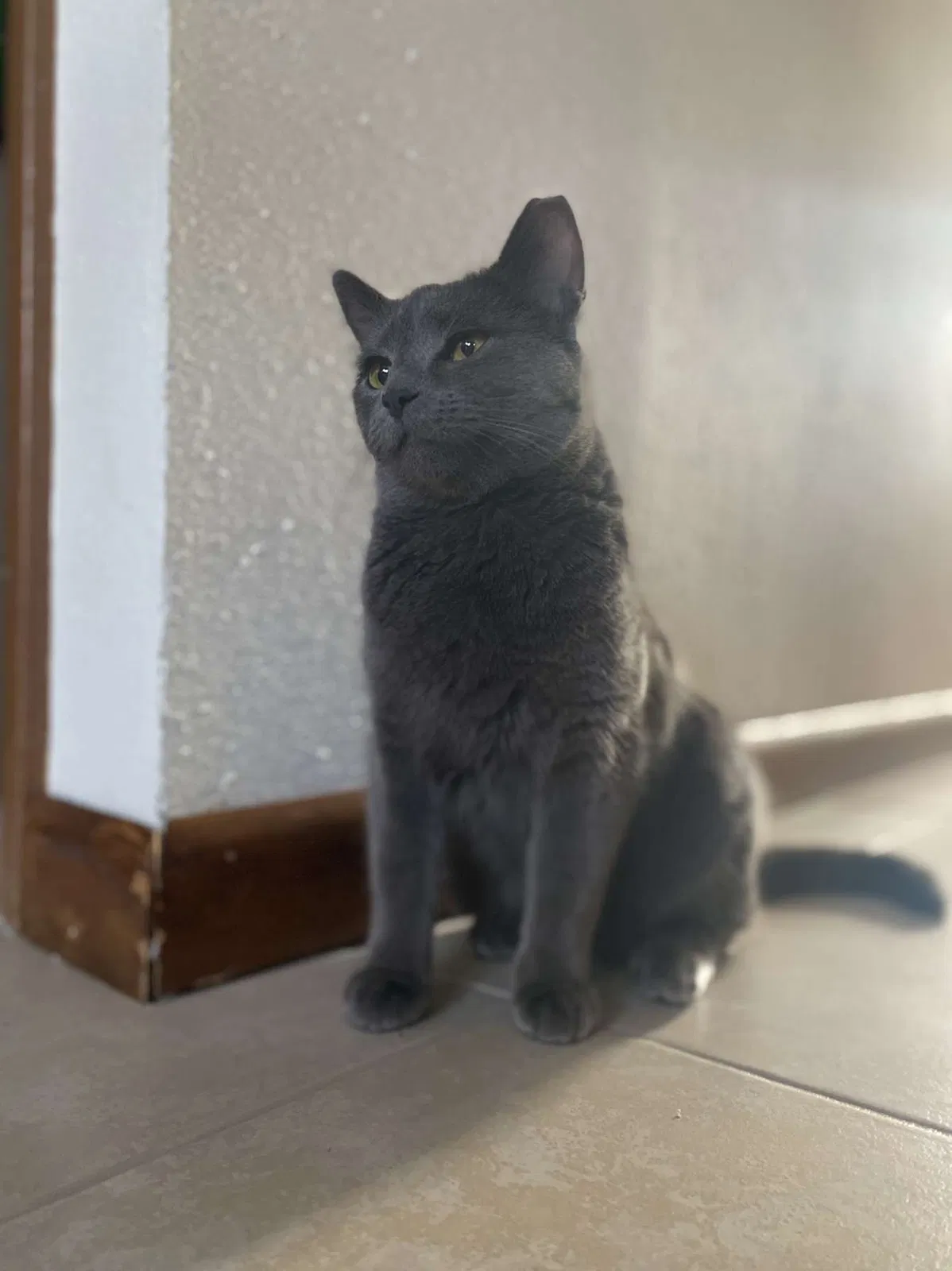 Lost cat in Two Rivers, WI, 54241