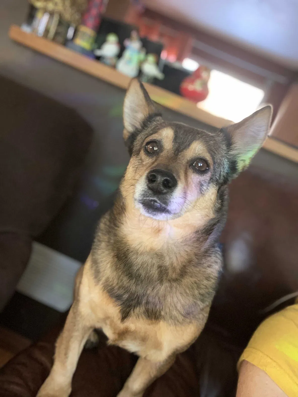 Lost dog in Golden, CO, 80401