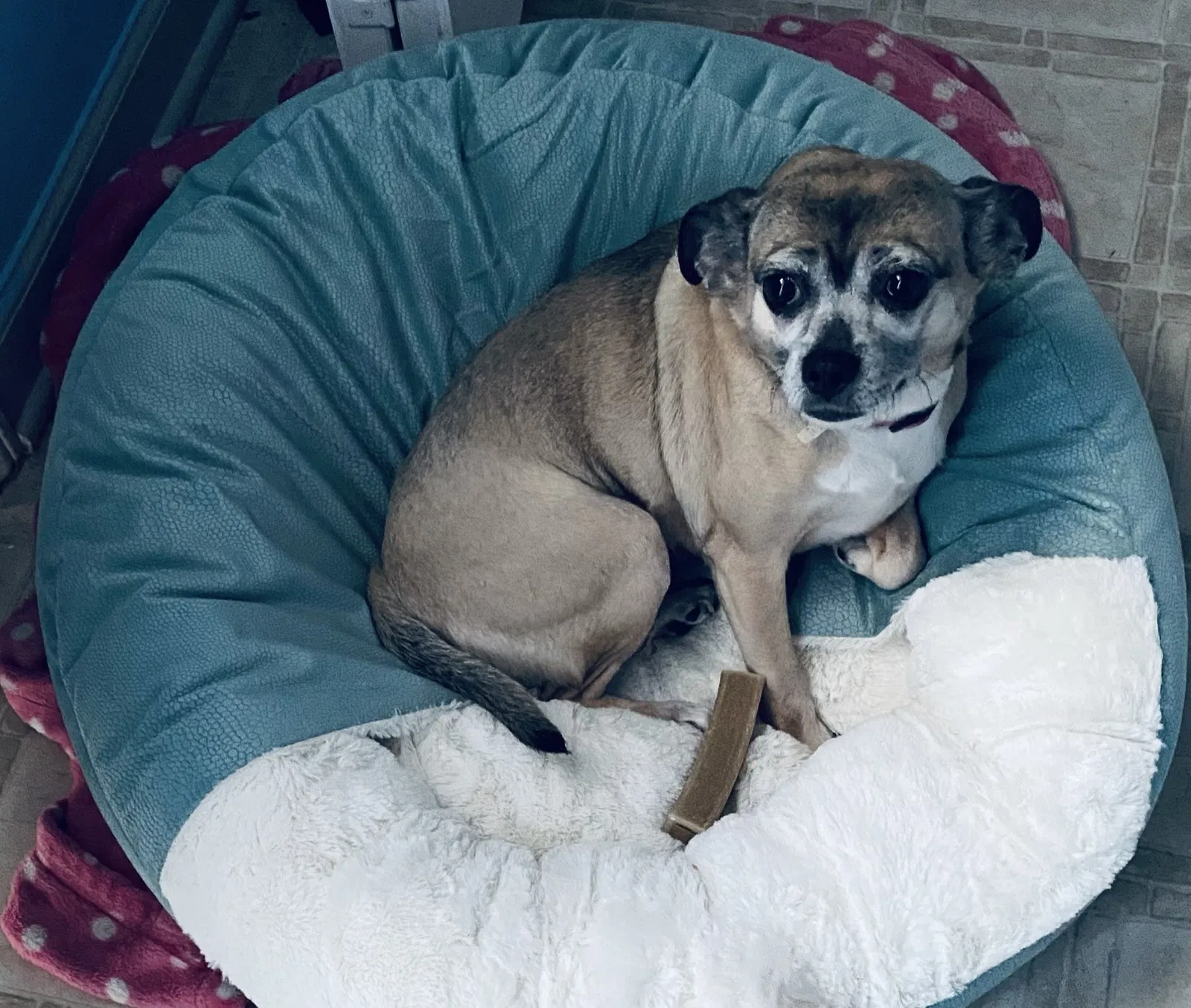 Lost dog in Charlotte, NC, 28214