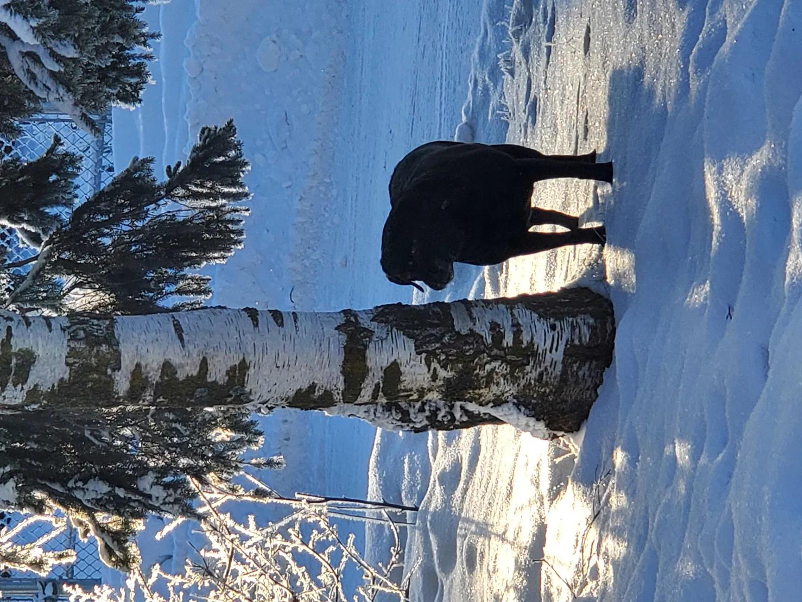 Lost dog in Anchorage, AK, 99507