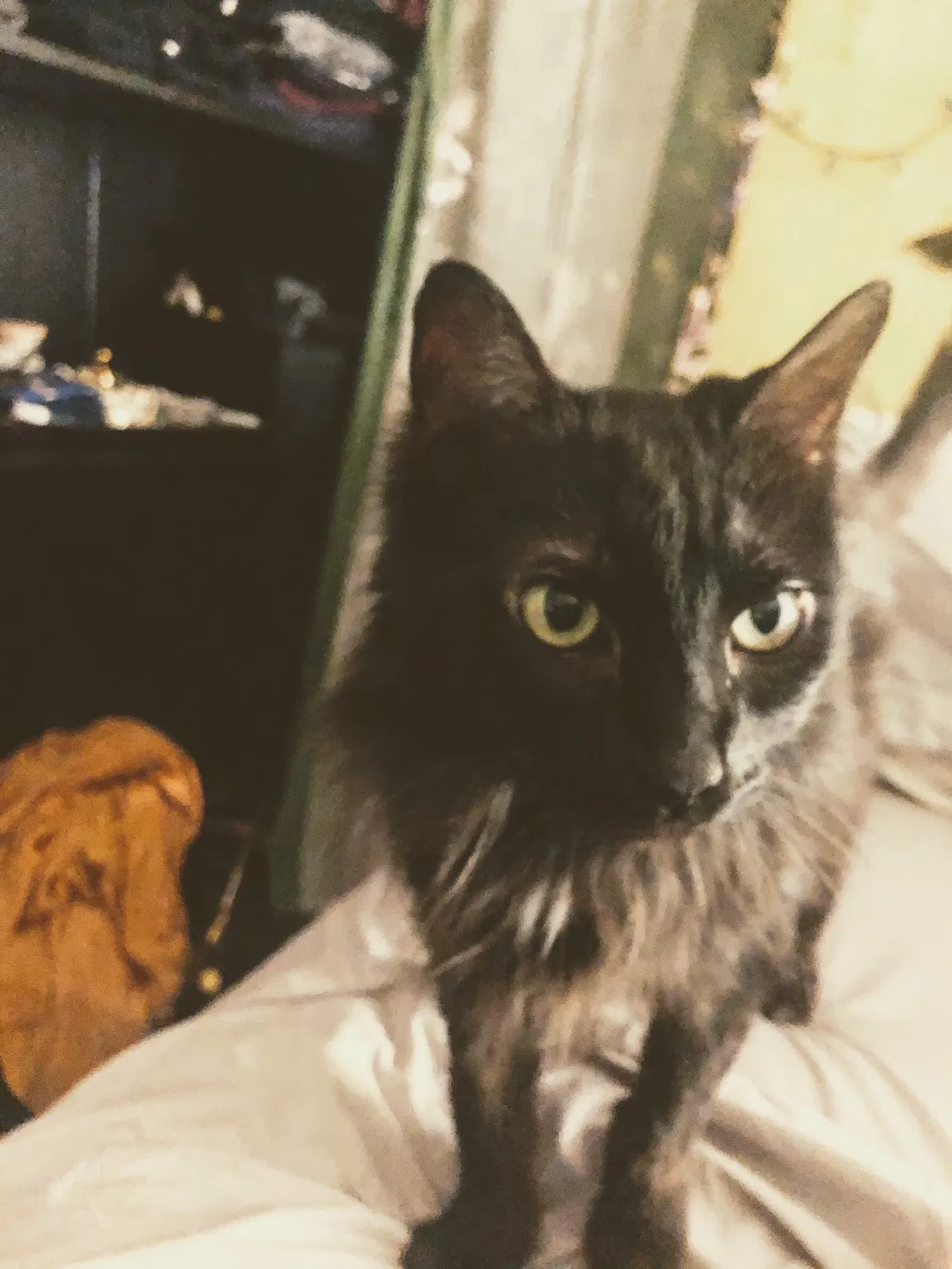Lost cat in Aberdeen, WA, 98520