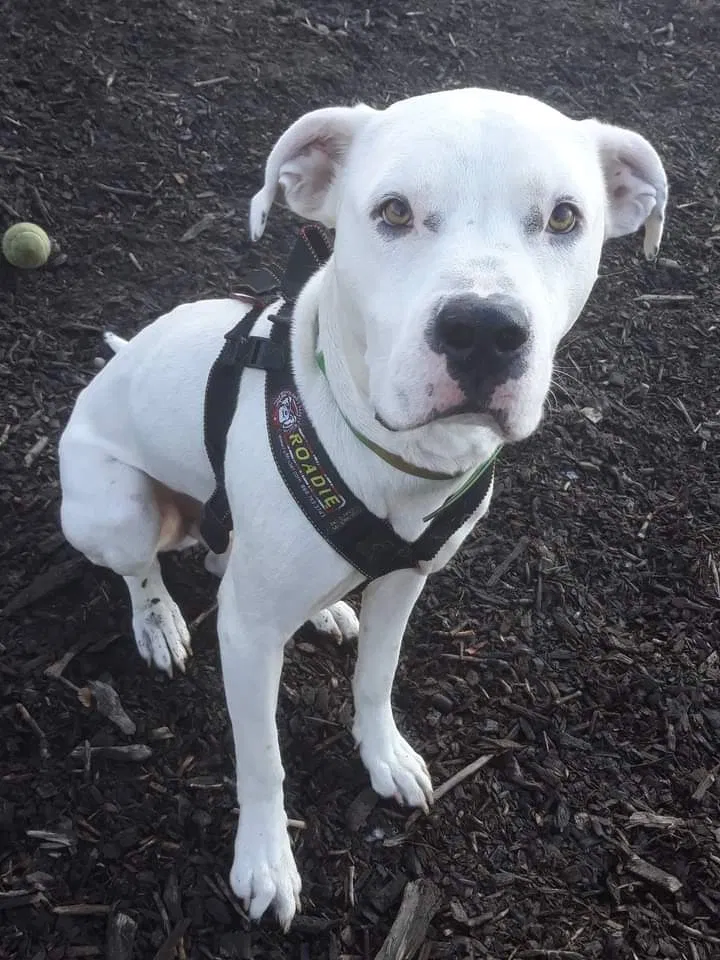 Lost dog in Grand Rapids, MI, 49503