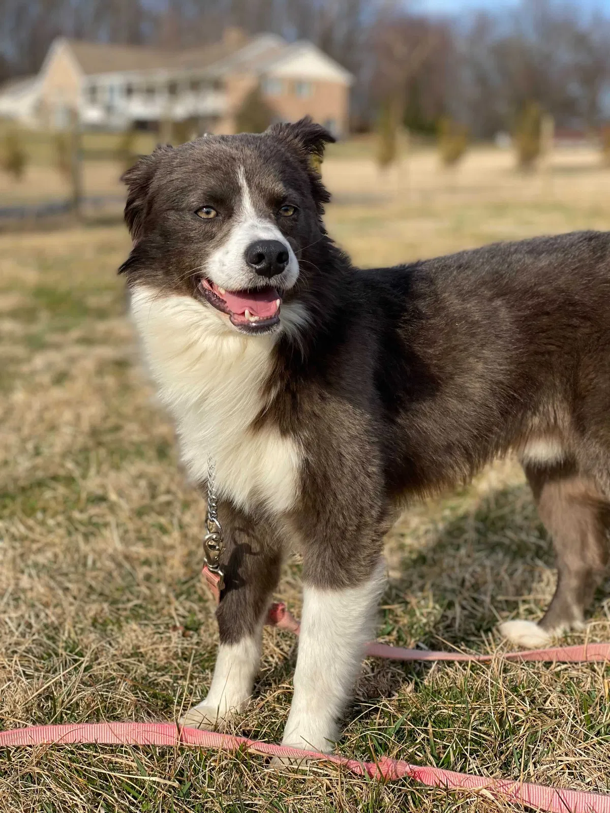 Lost dog in Phoenixville, PA, 19460