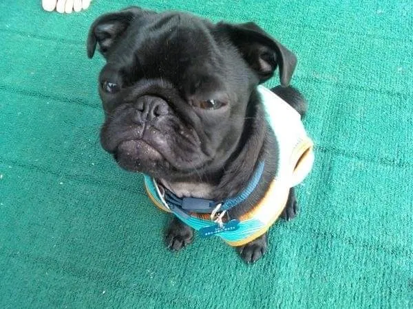 Lost dog in Pensacola, FL, 32534