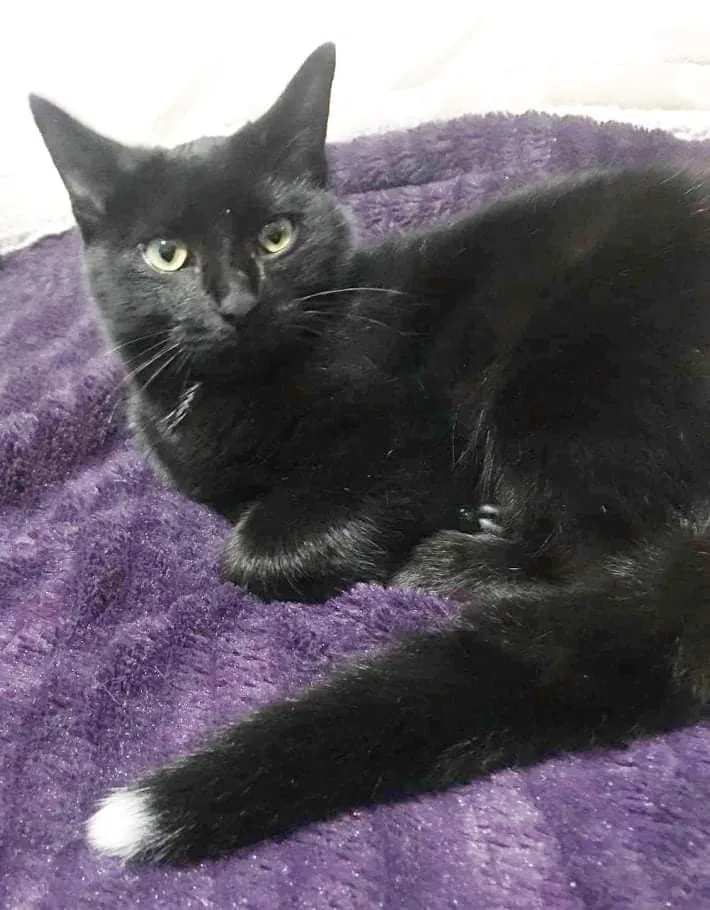 Lost cat in Rockvale, TN, 37153