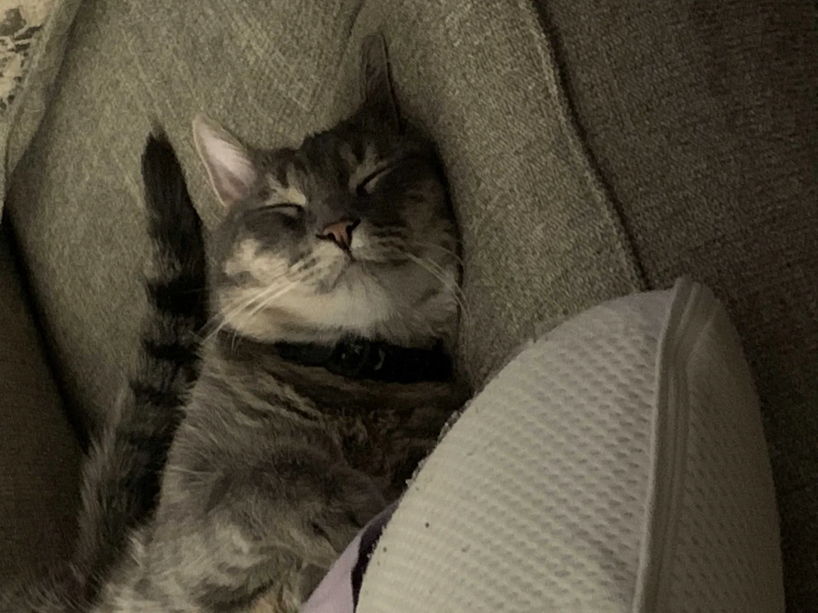 Lost cat in Las Vegas, NV, 89139