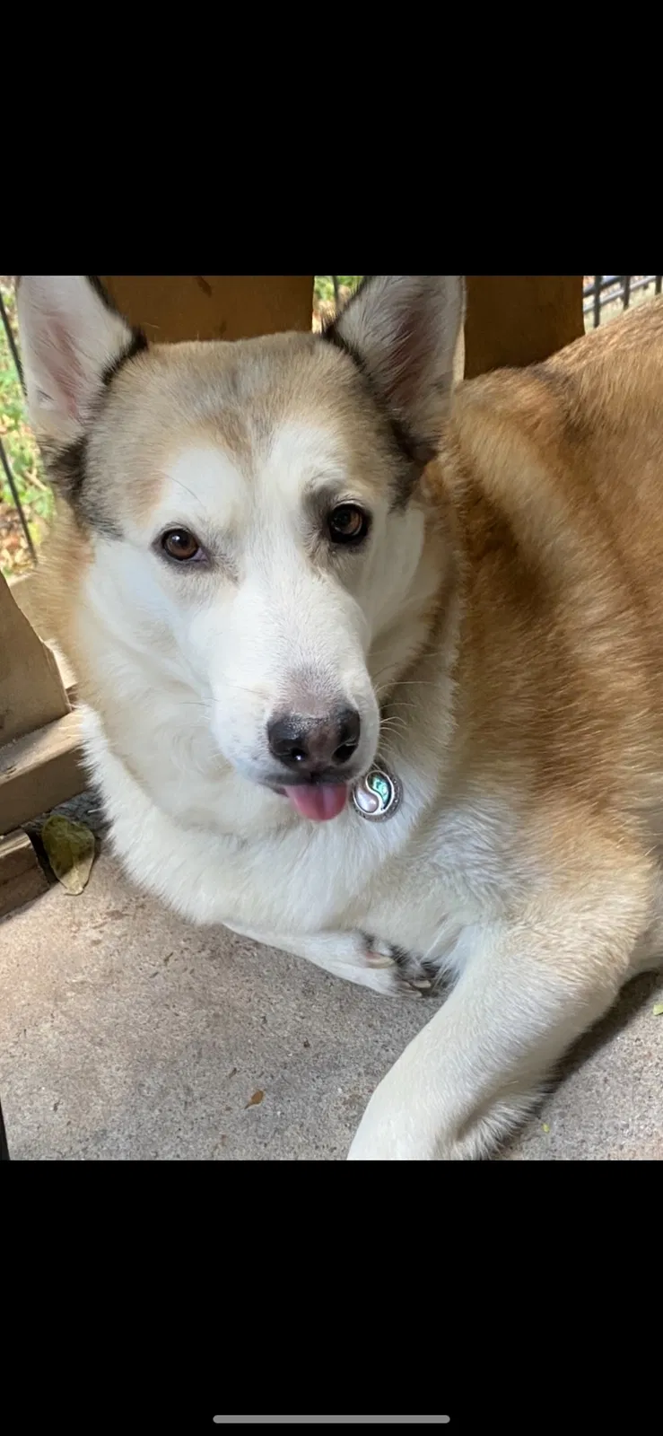 Lost dog in Baytown, TX, 77521
