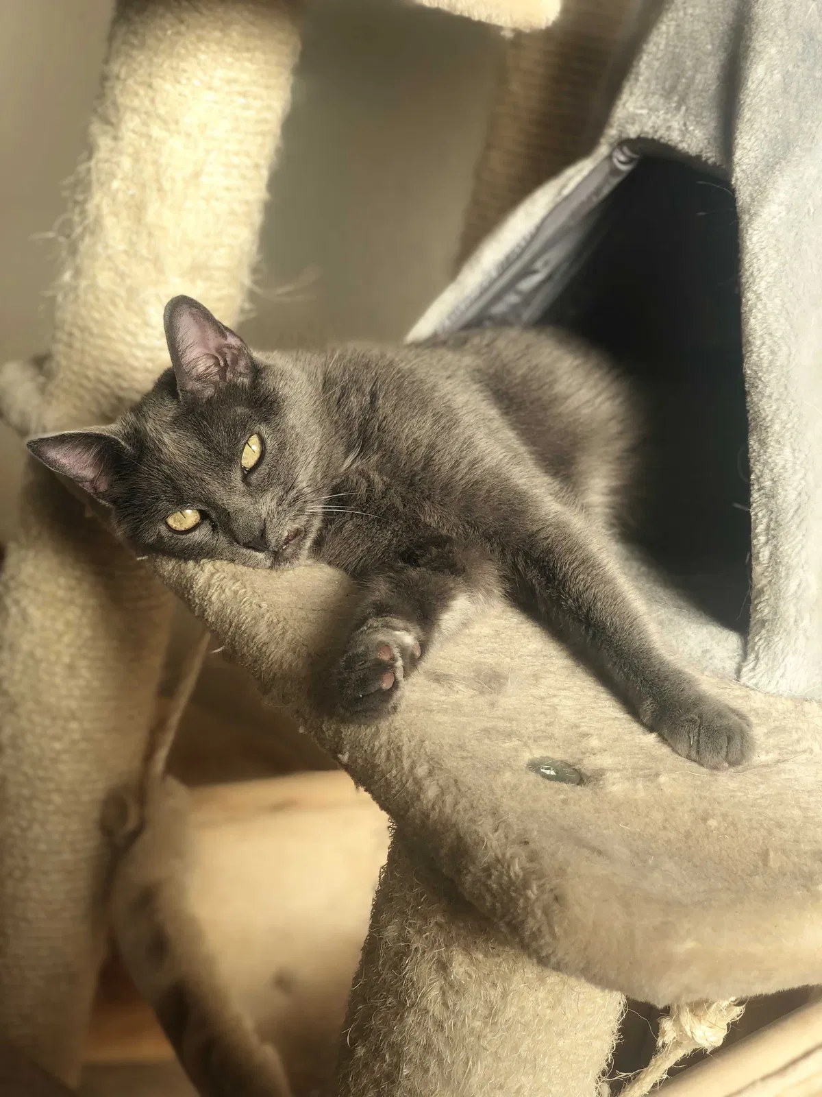 Lost cat in Las Vegas, NV, 89130
