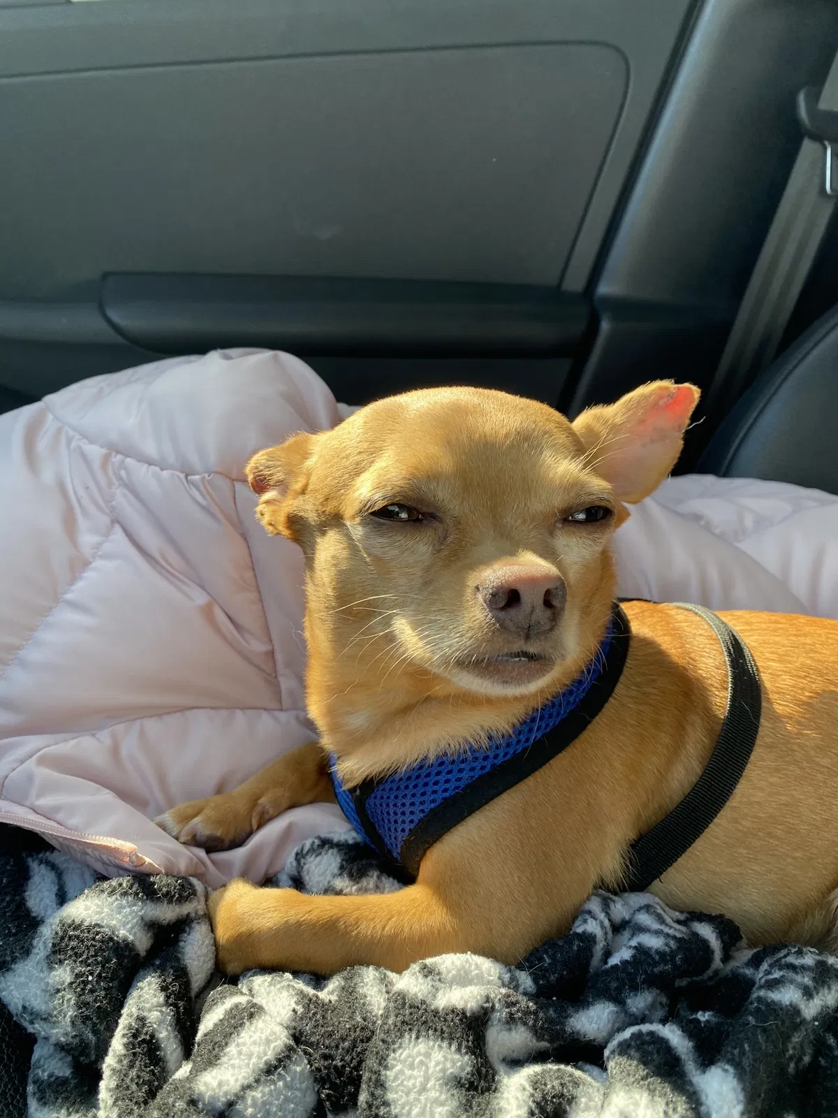 Lost dog in Austin, TX, 78717