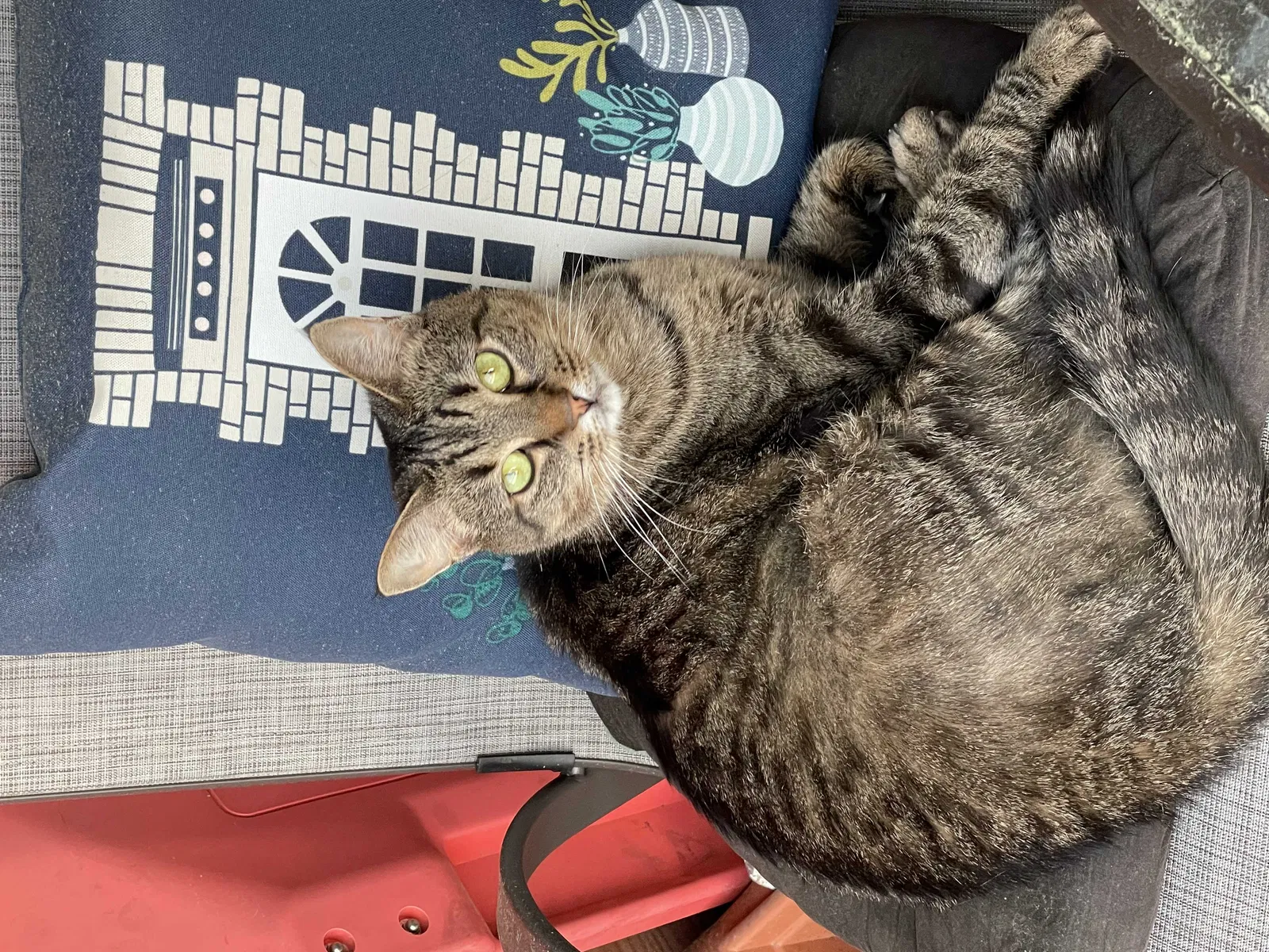 Lost cat in Jacksonville, FL, 32256