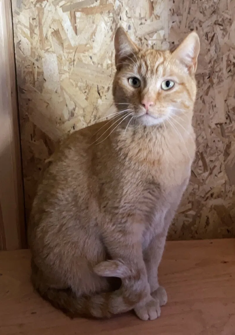 Lost cat in Caldwell, ID, 83607