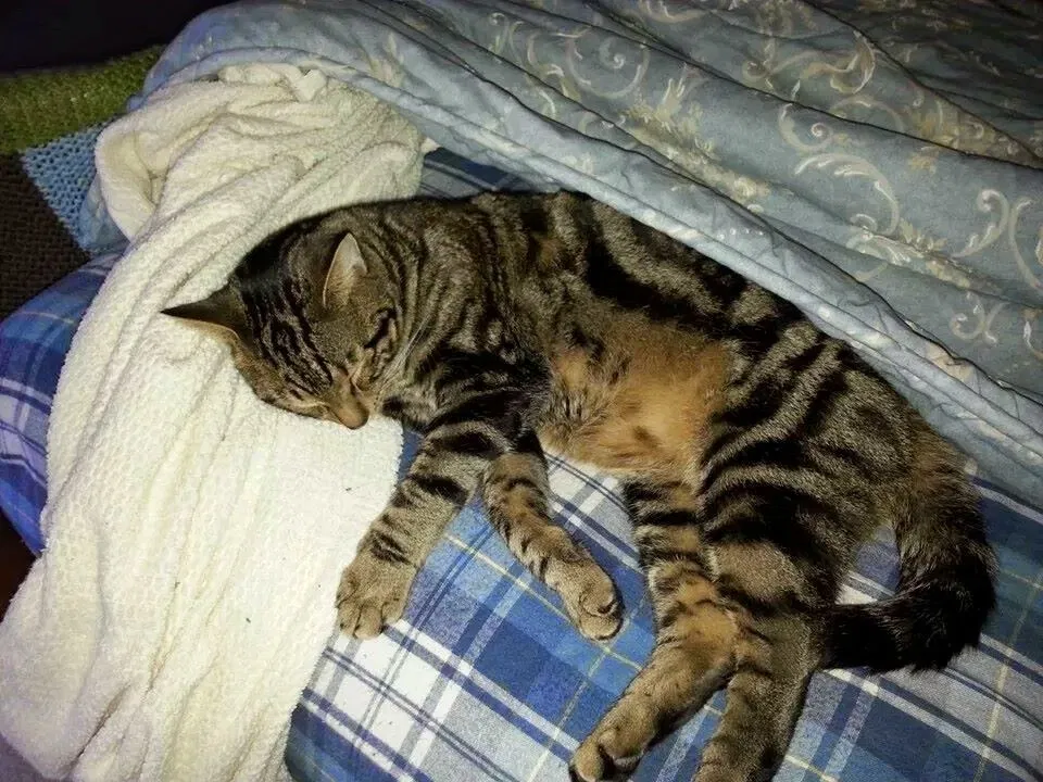 Lost cat in Raeford, NC, 28376
