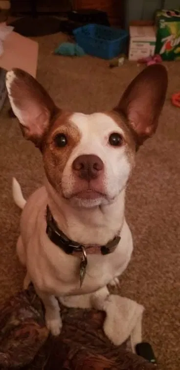 Lost dog in Arnold, MO, 63010