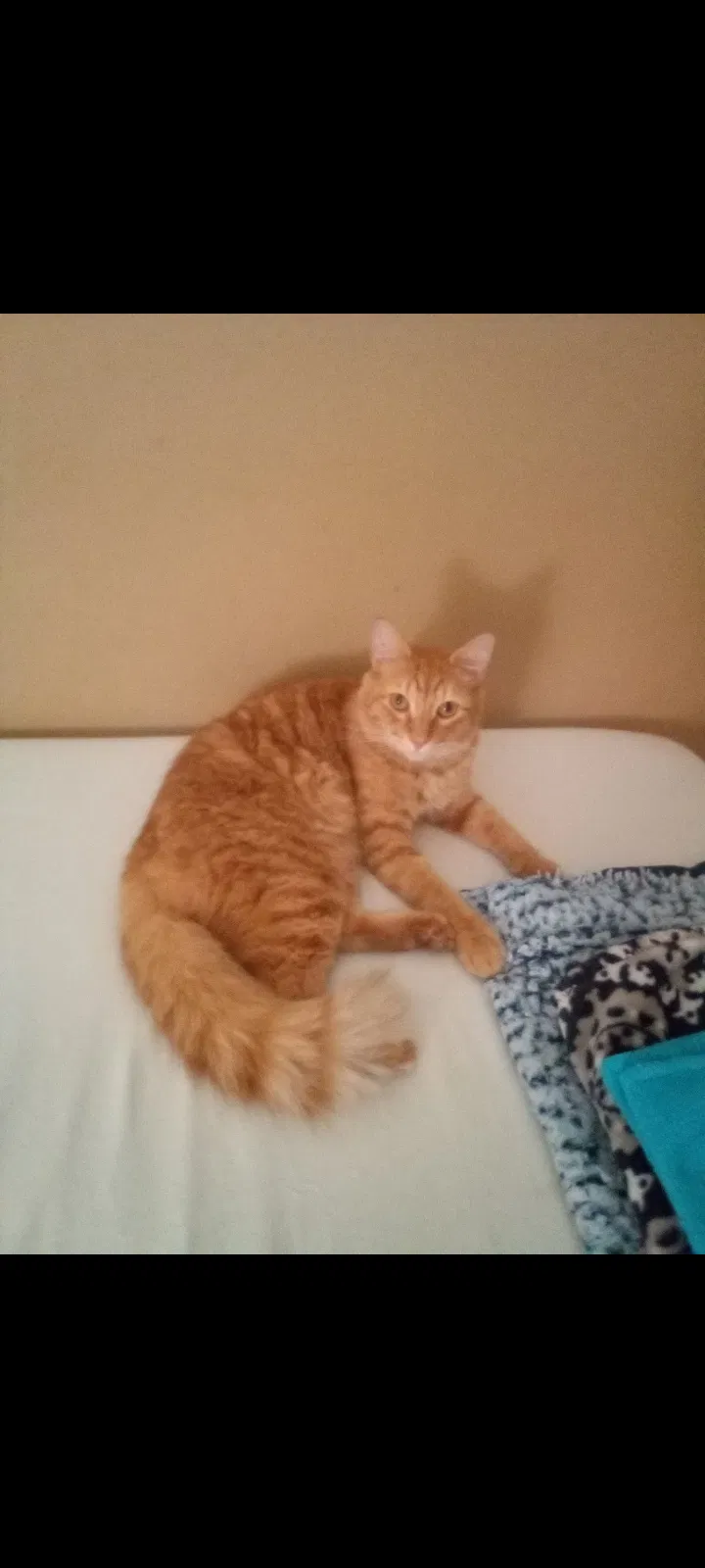 Lost cat in West Palm Beach, FL, 33404