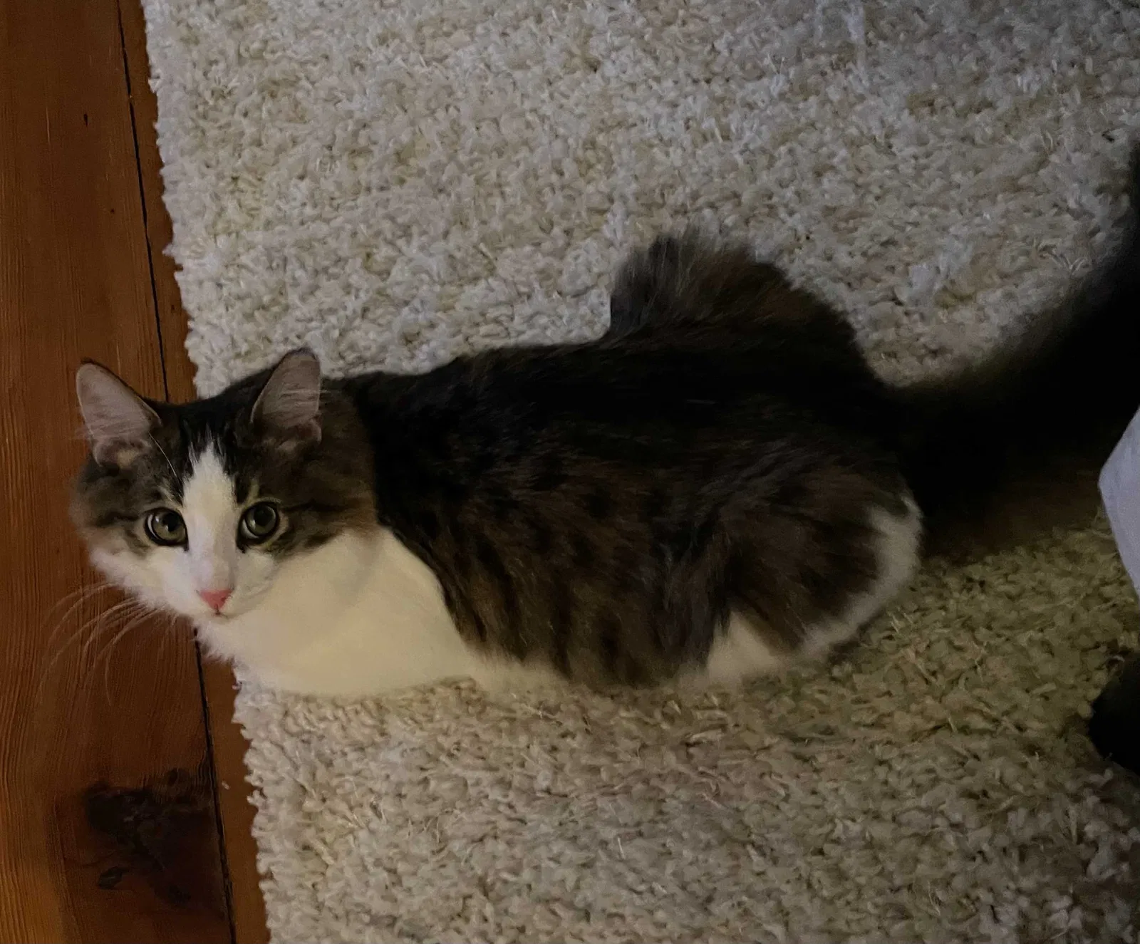 Lost cat in Cincinnati, OH, 45202