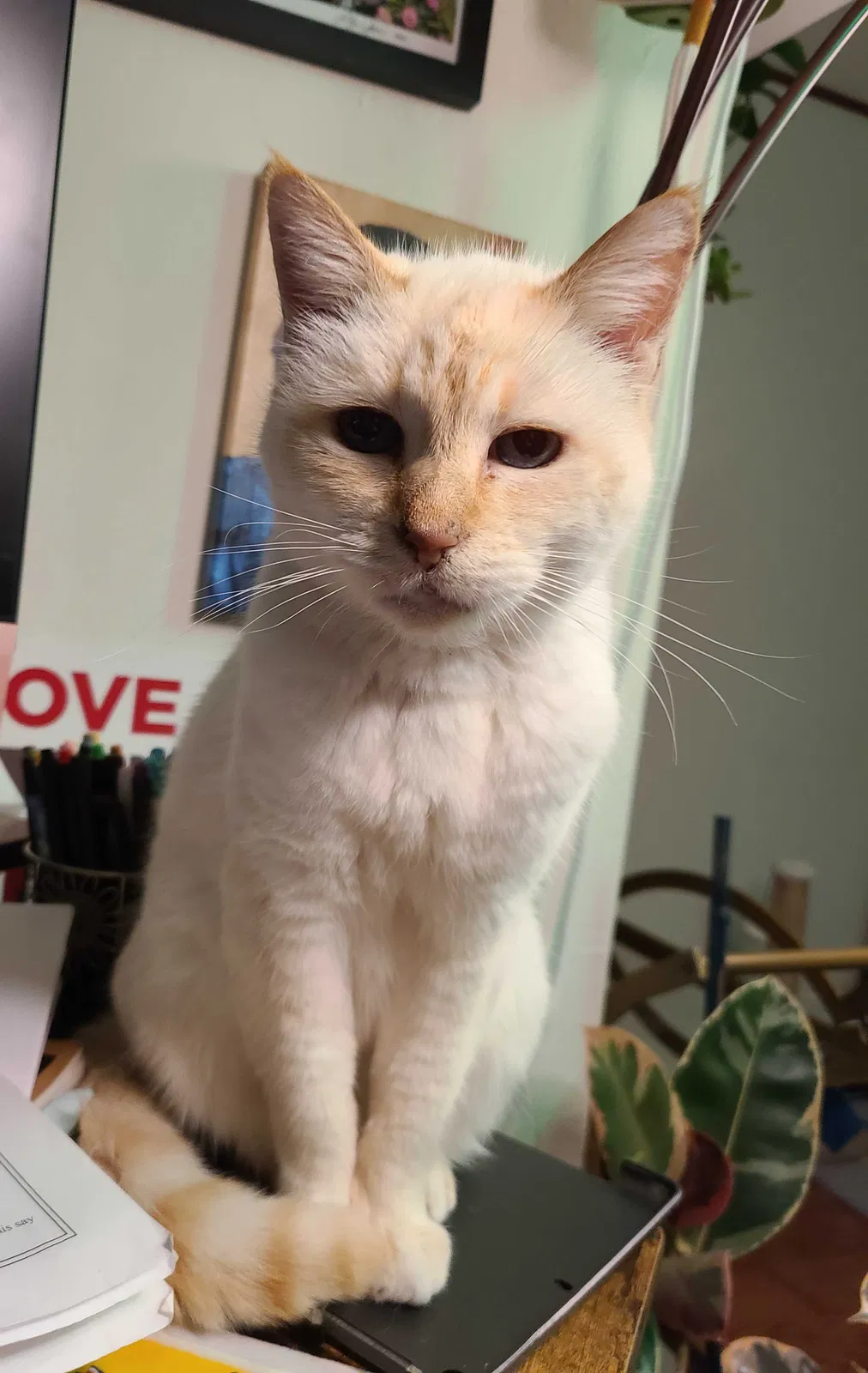 Lost cat in Oakland, CA, 94606