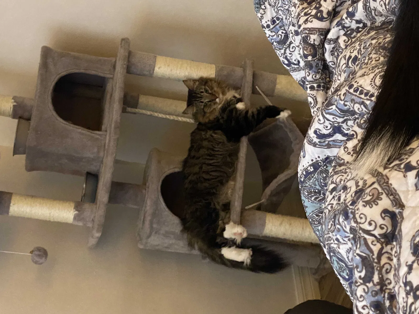 Lost cat in Kissimmee, FL, 34744