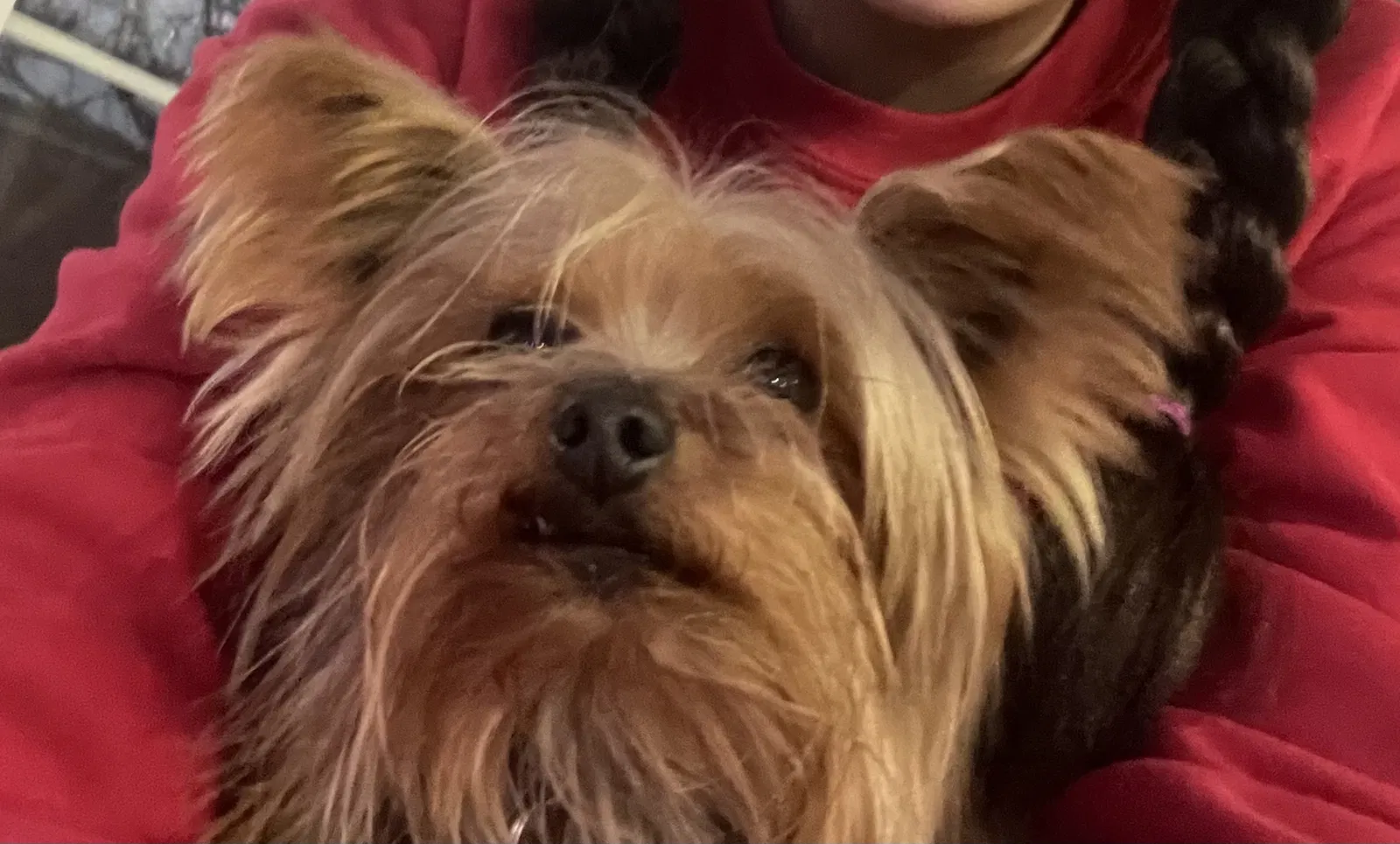 Lost dog in Hayward, CA, 94544