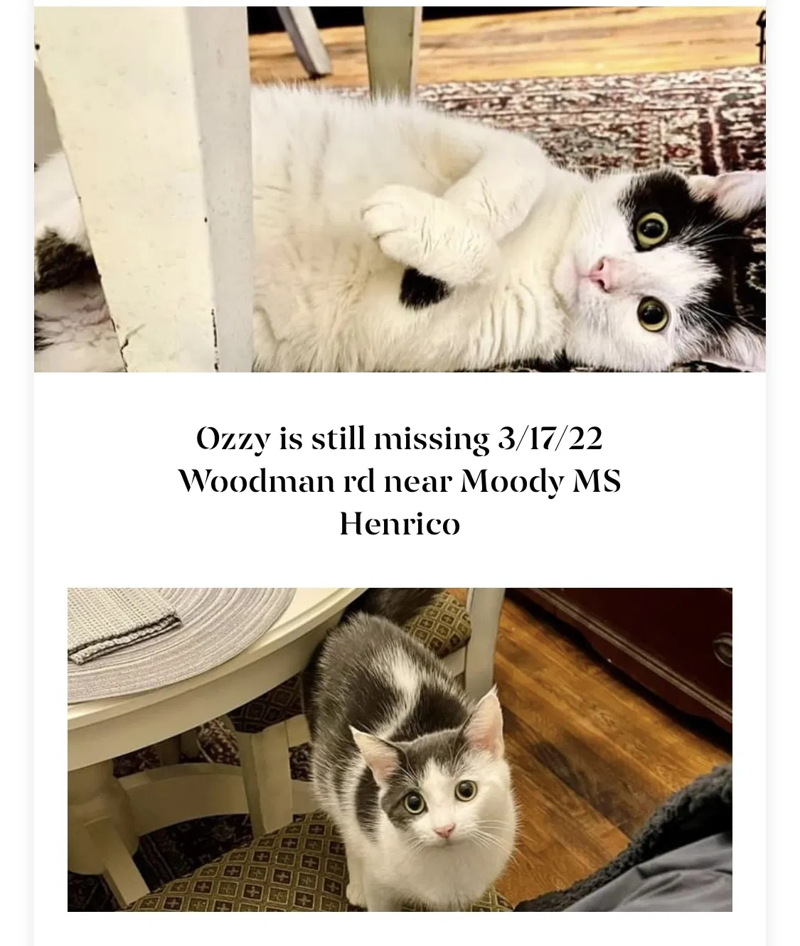 Lost cat in Henrico, VA, 23228