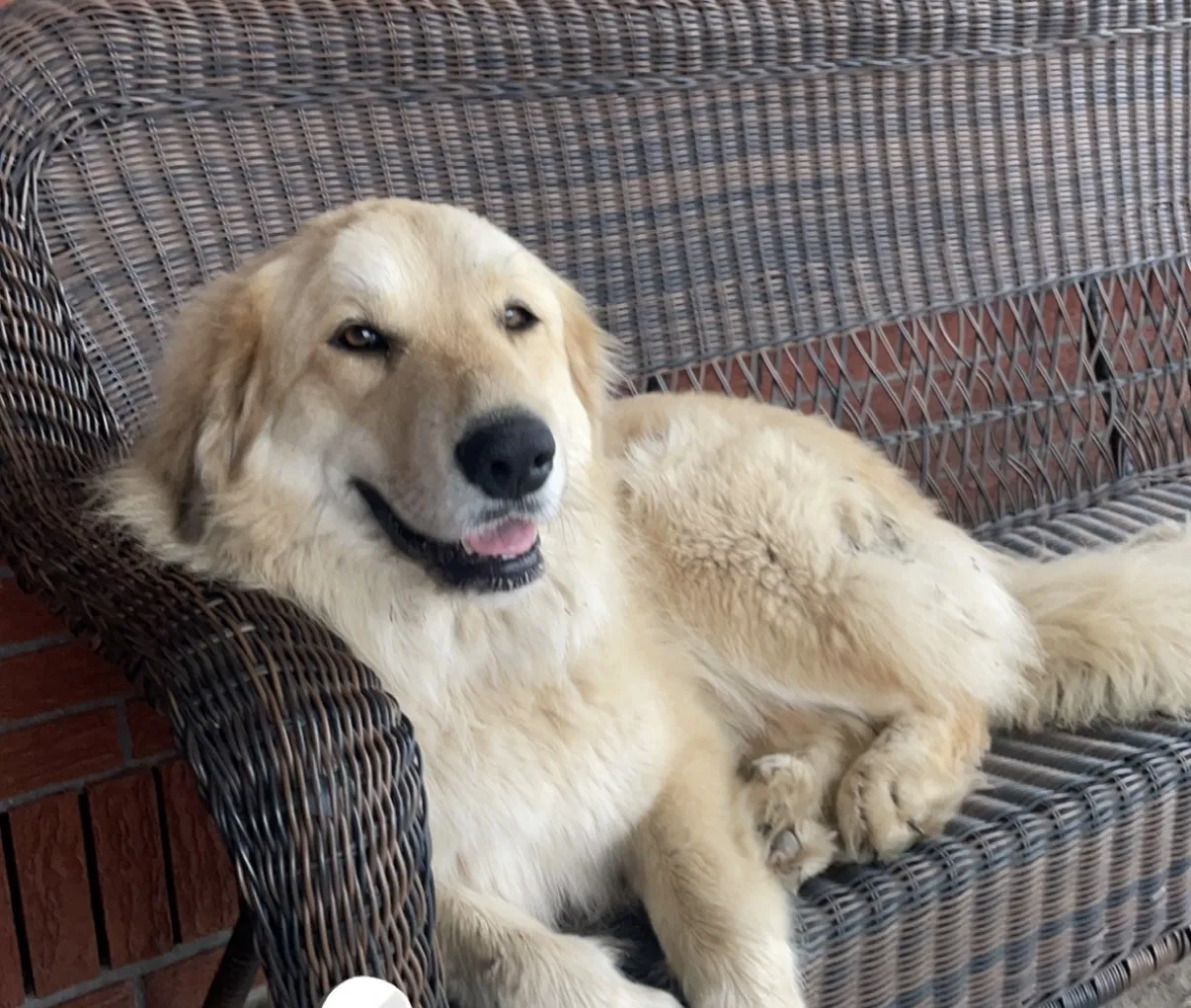 Lost dog in Pass Christian, MS, 39571