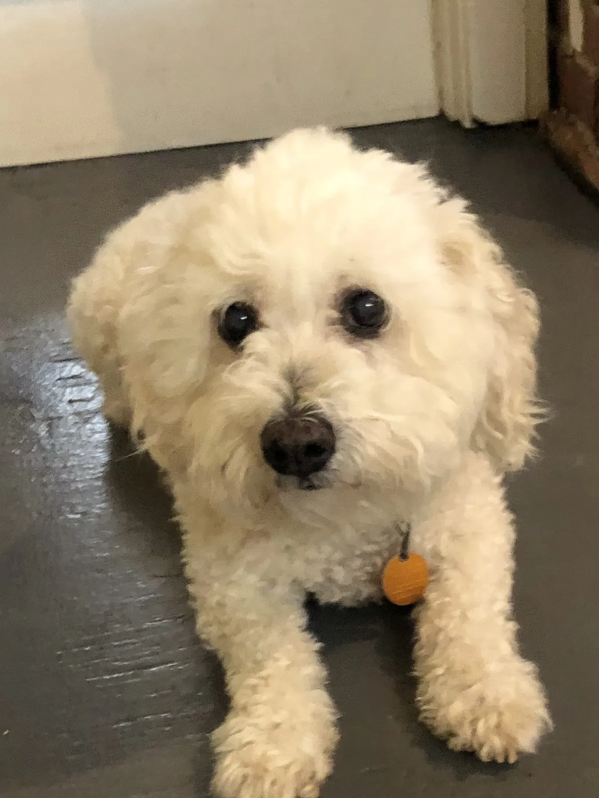 Lost dog in Chattanooga, TN, 37403