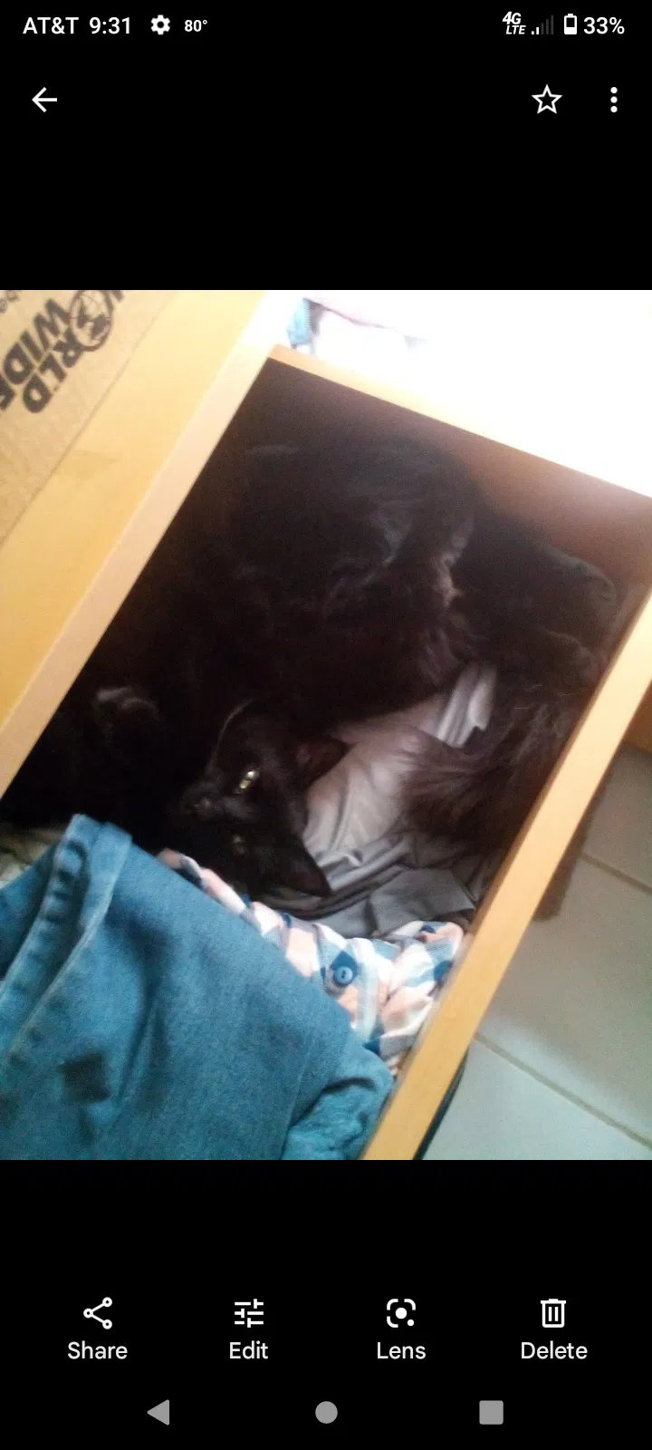 Lost cat in West Palm Beach, FL, 33403