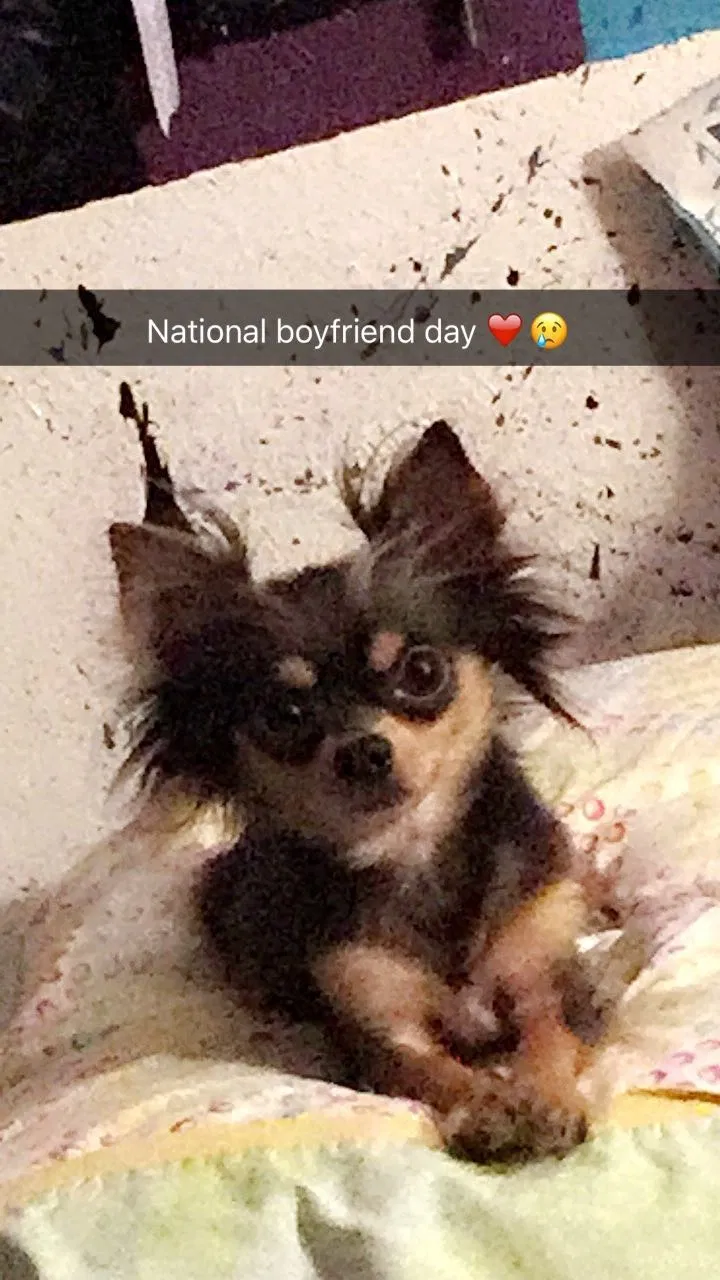 Lost dog in Oklahoma City, OK, 73119