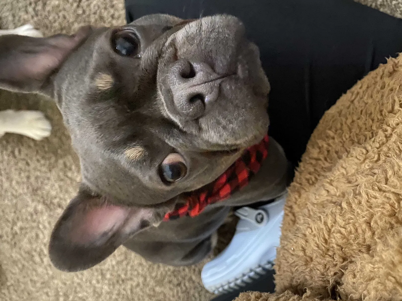 Lost dog in Pittsburg, CA, 94565