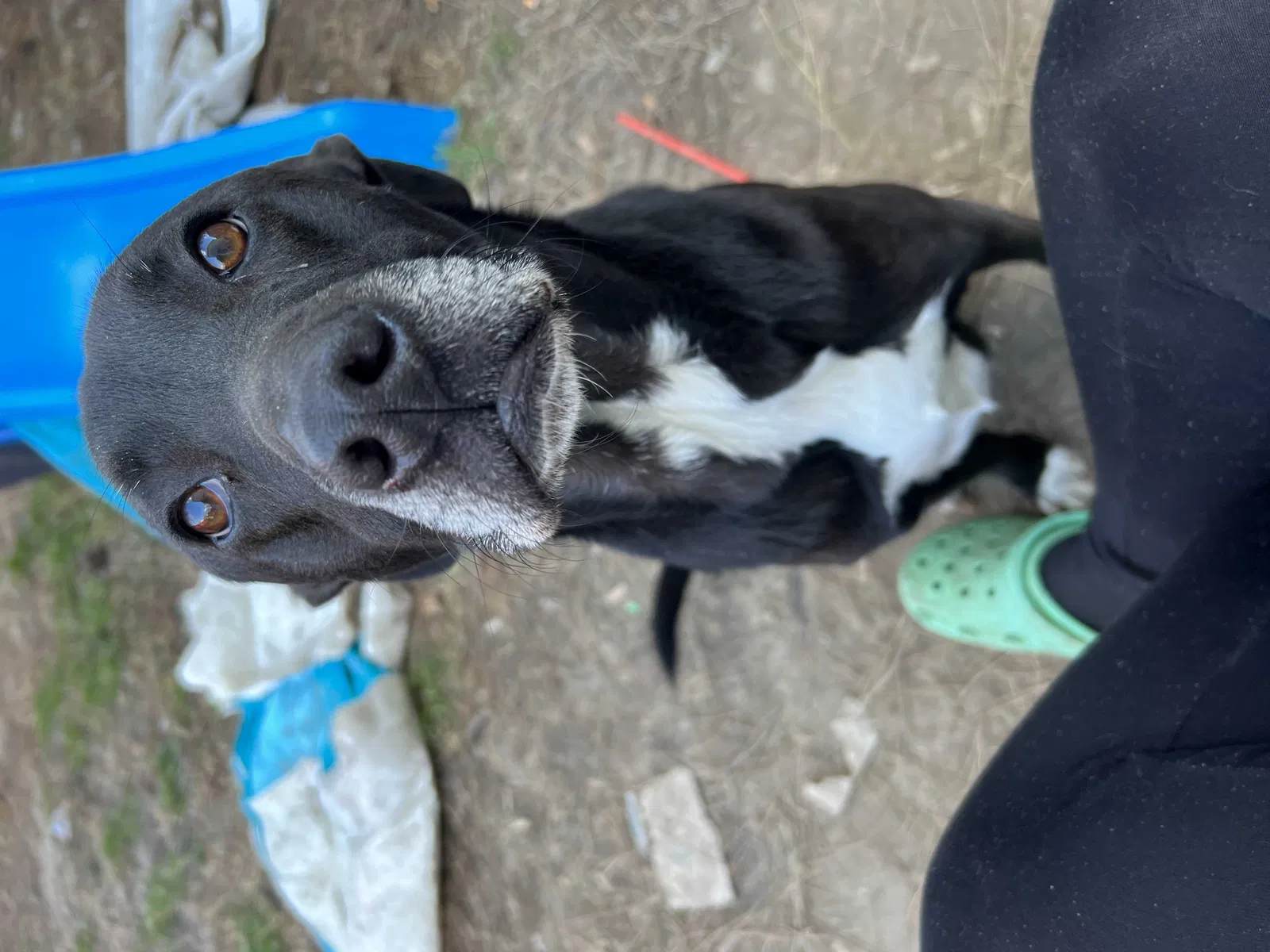 Lost dog in Virginia Beach, VA, 23464