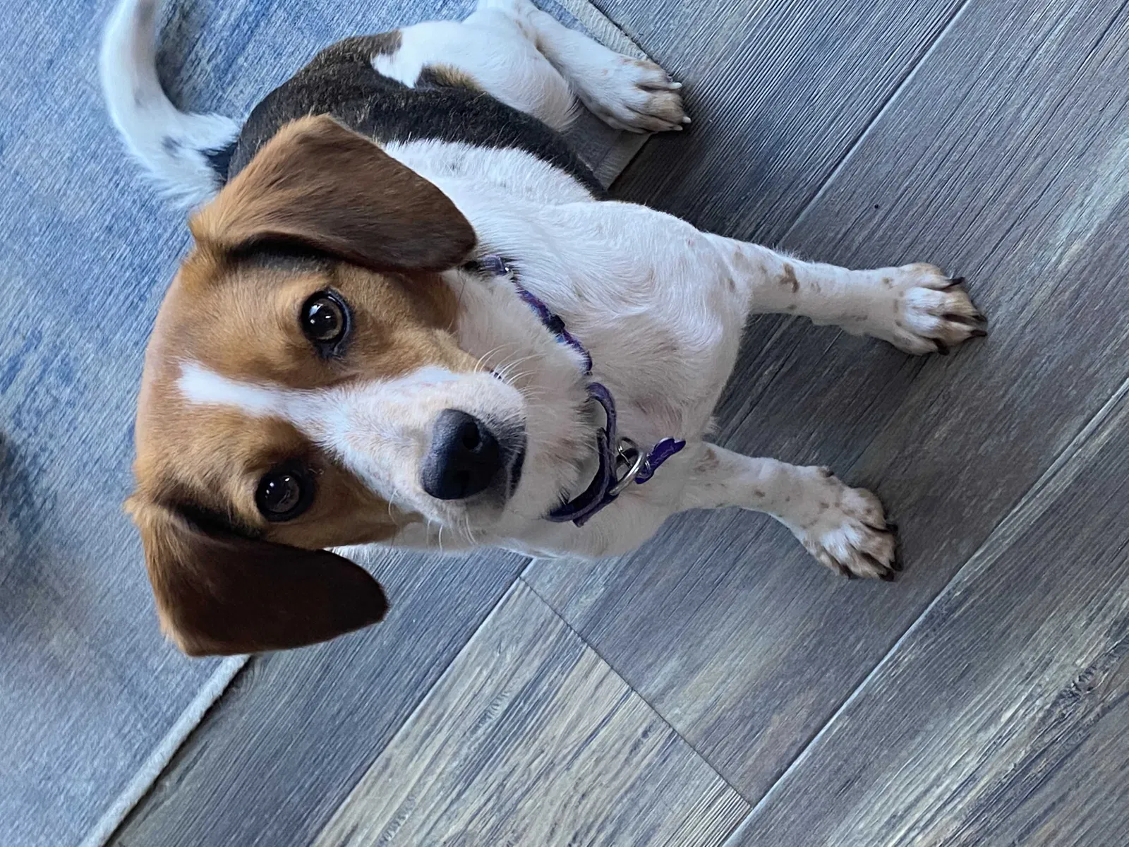 Lost dog in West Grove, PA, 19390
