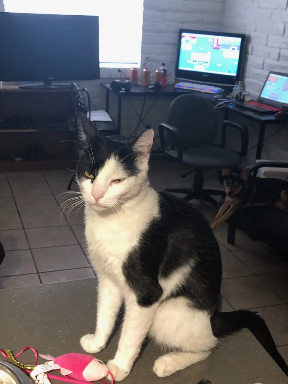 Lost cat in Phoenix, AZ, 85032