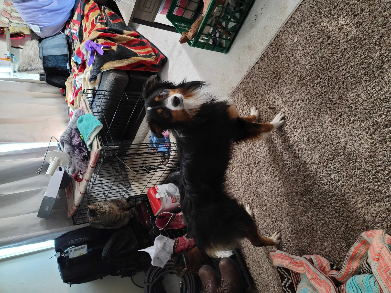 Lost dog in Independence, MO, 64050