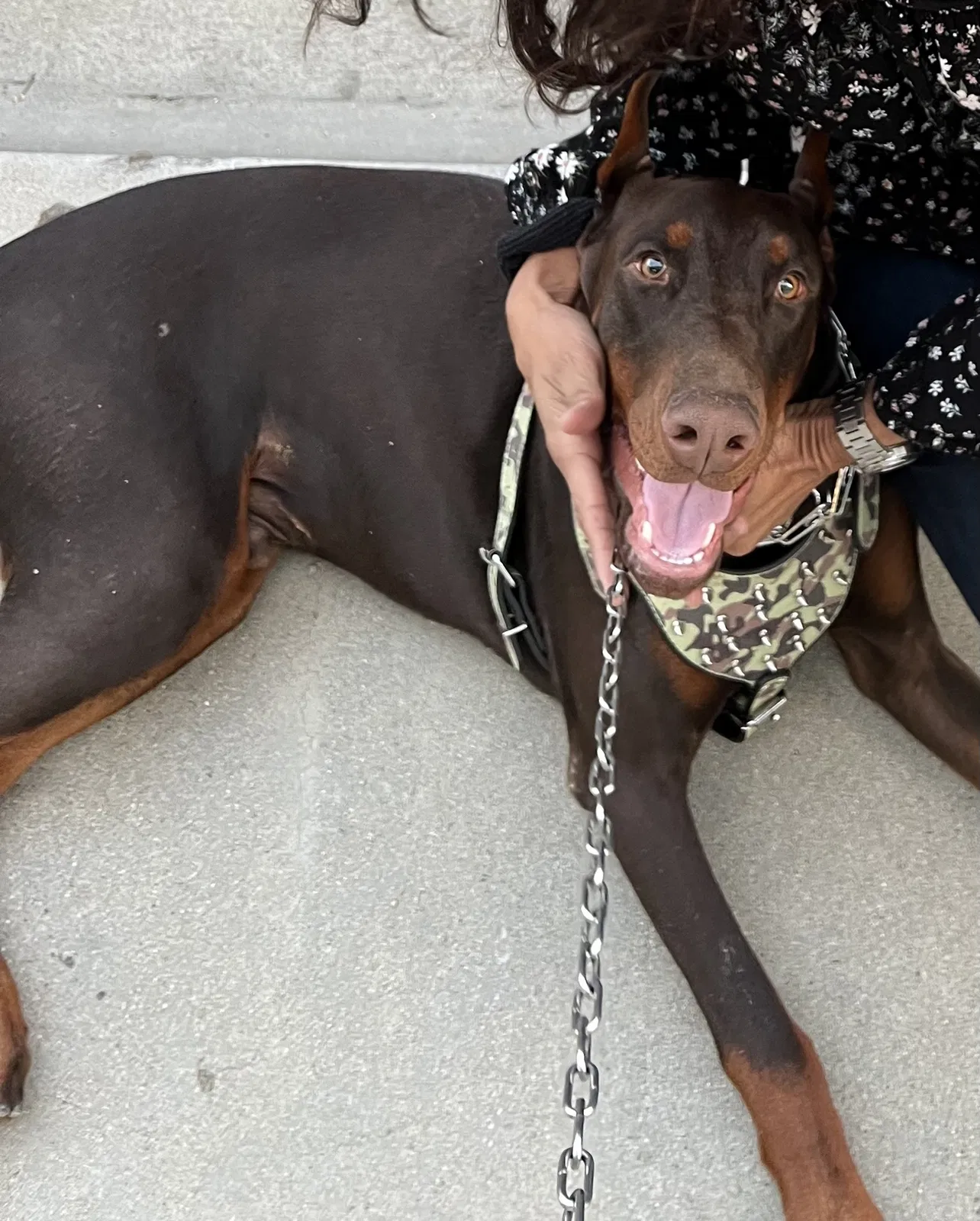 Lost dog in Hawthorne, CA, 90250
