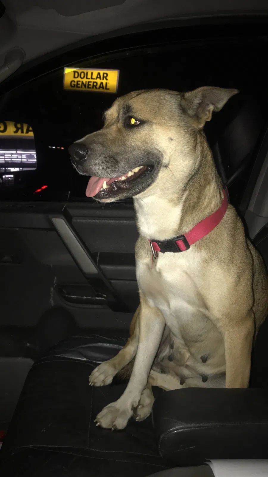 Lost dog in Cedar Creek, TX, 78612