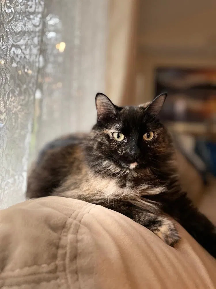 Lost cat in West Covina, CA, 91791
