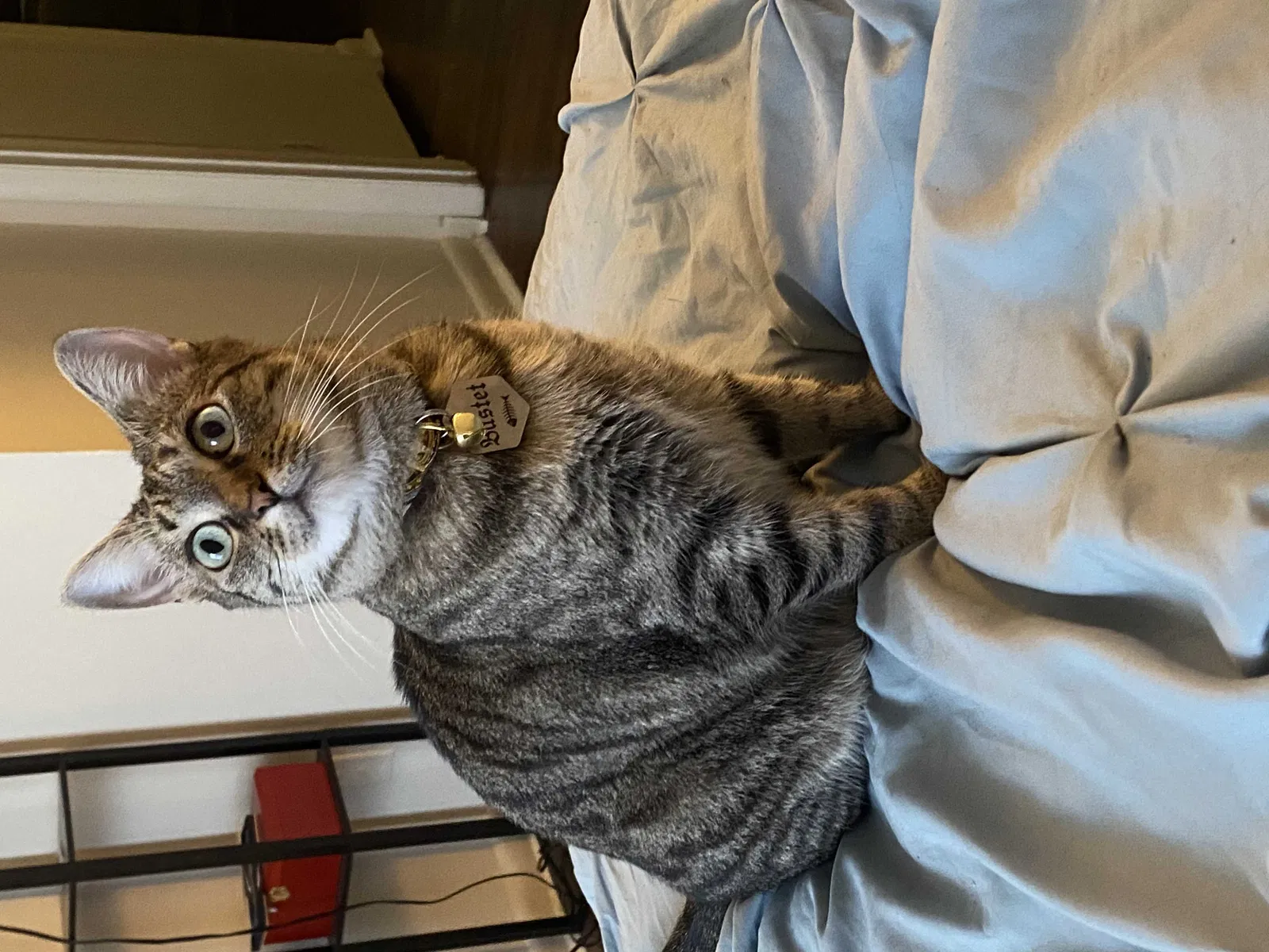 Lost cat in Bloomington, IN, 47401