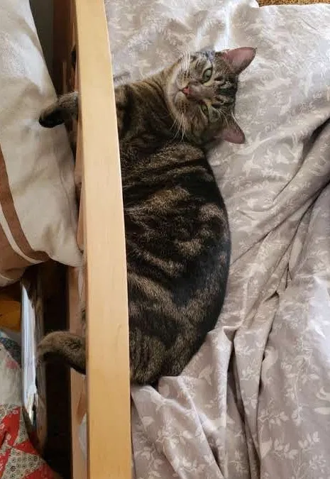 Lost cat in Durham, NC, 27705