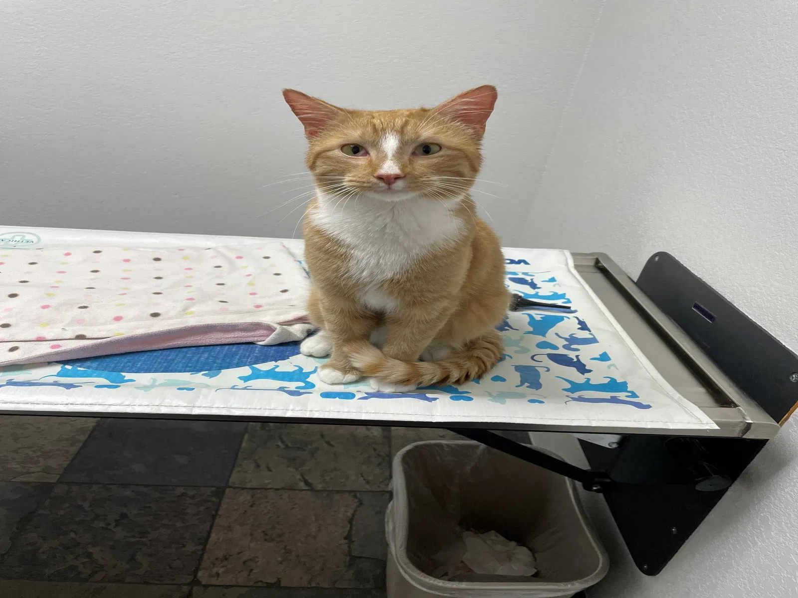 Lost cat in Phoenix, AZ, 85050