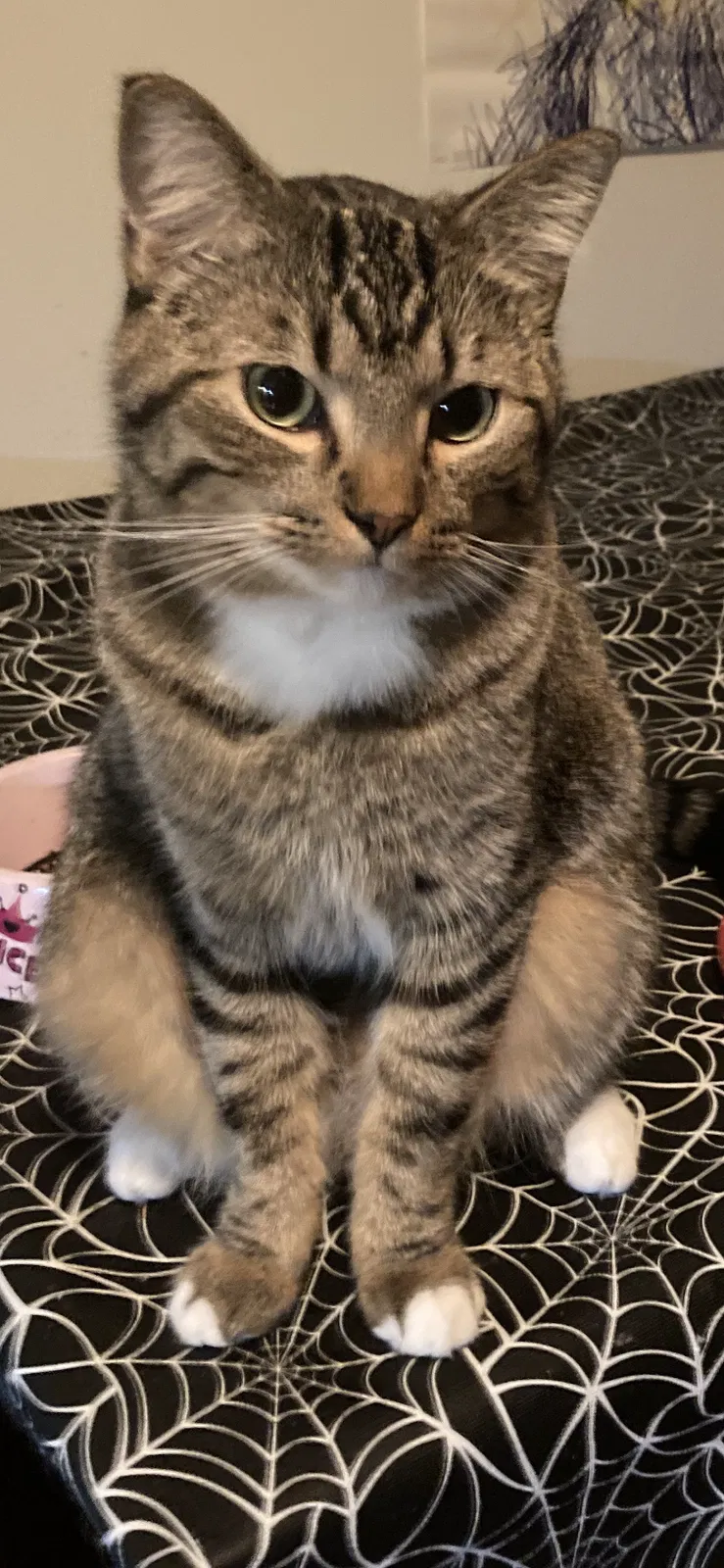 Lost cat in Plant City, FL, 33563