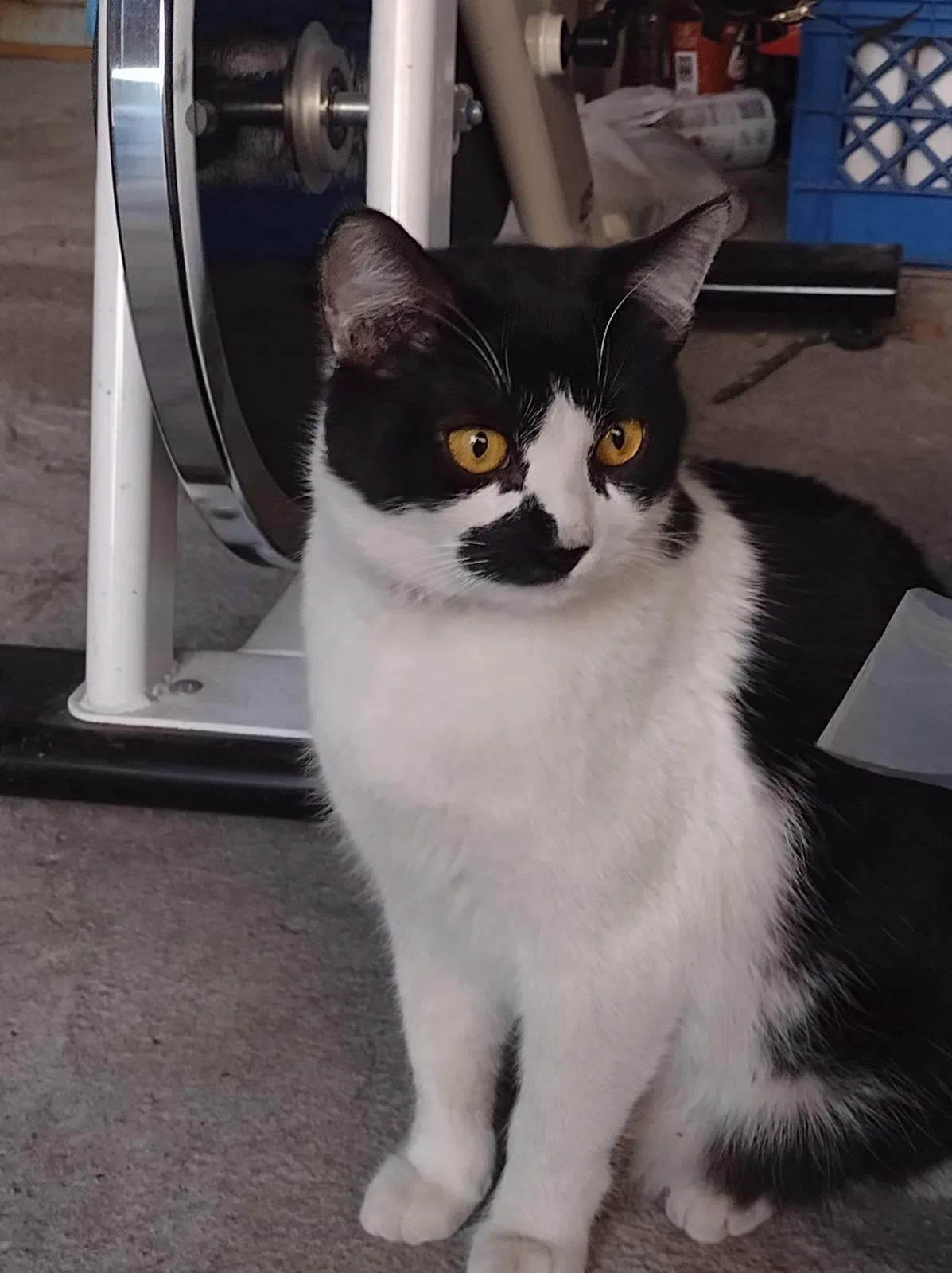 Lost cat in Los Angeles, CA, 90059