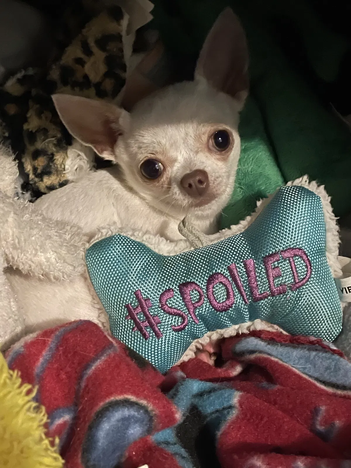 Lost dog in Pensacola, FL, 32506