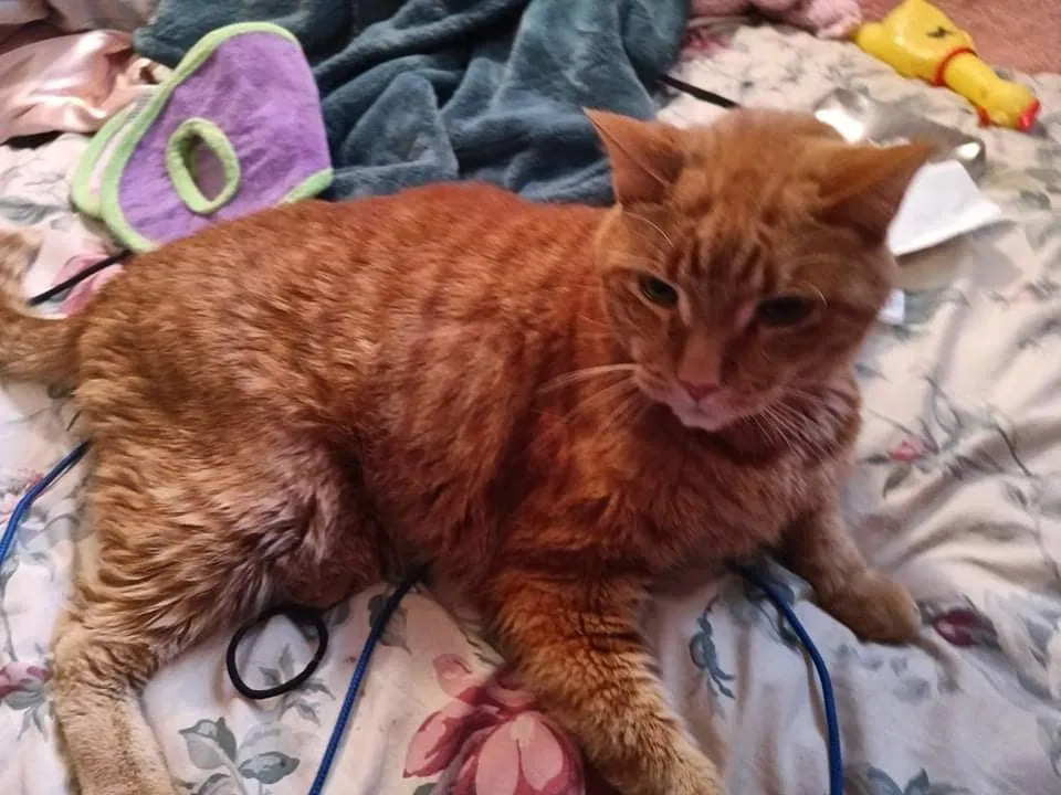 Lost cat in Kansas City, MO, 64151
